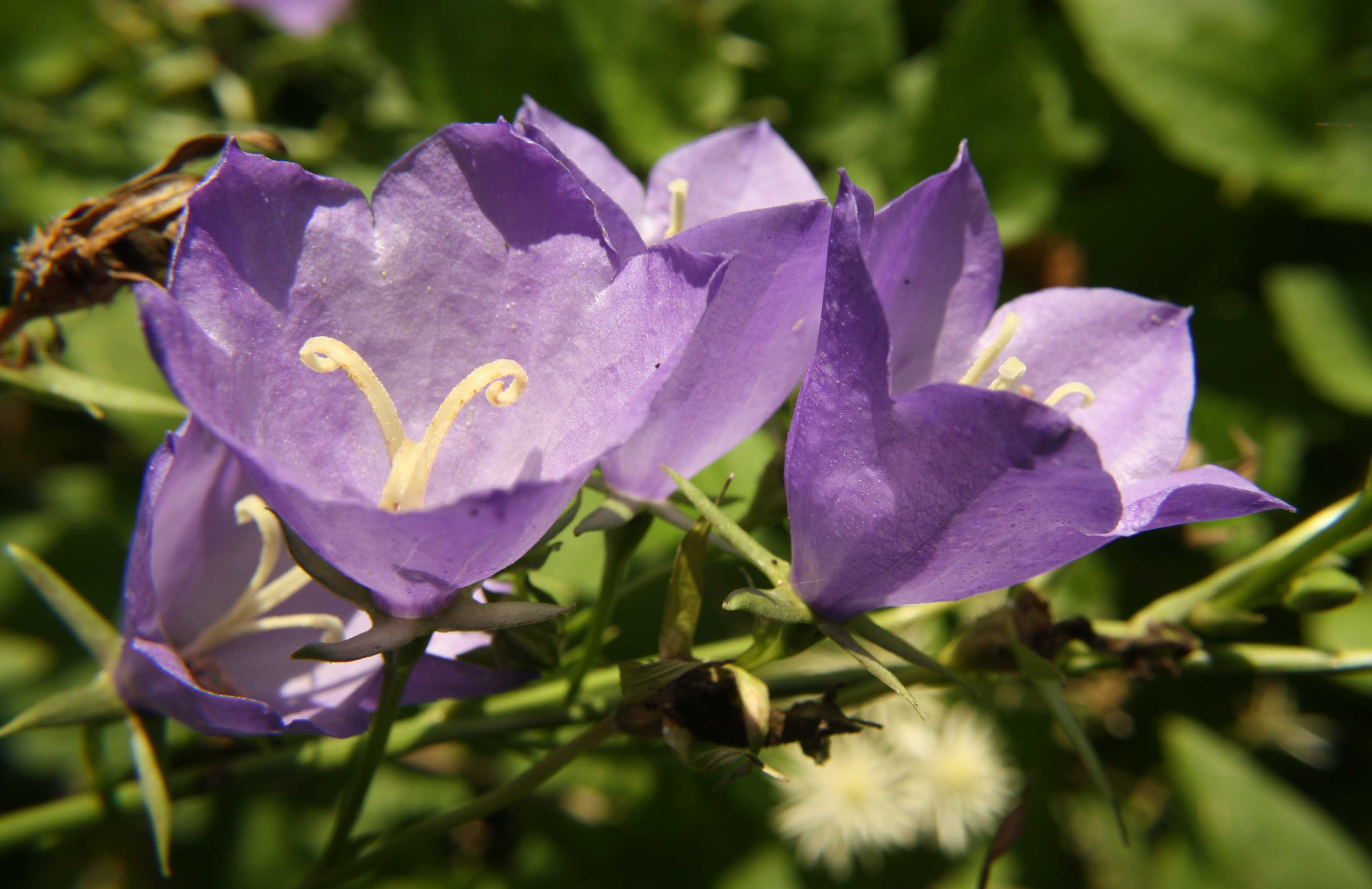 Рідкісні квіти прикрасять франківський парк Шевченка