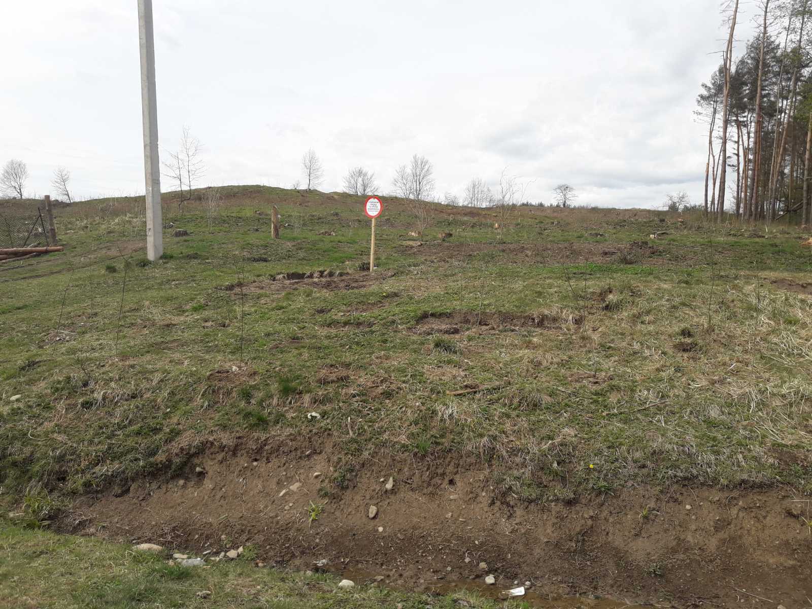 У Підгірках на місці вирубки висадили дуби, клени та модрину 