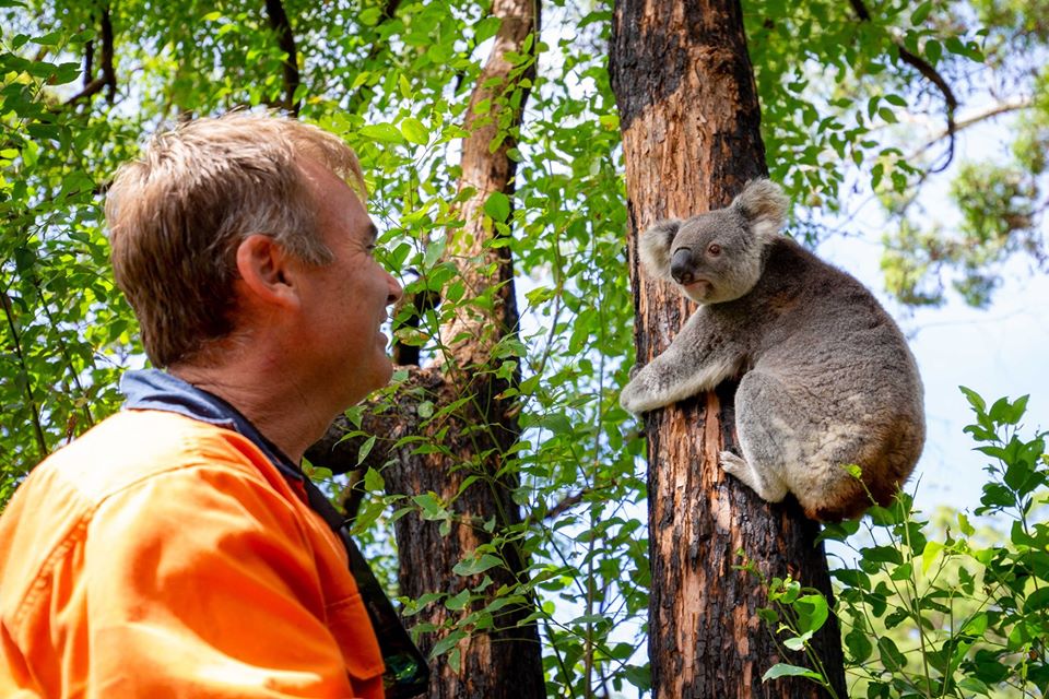 Постраждалих у пожежах в Австралії коал повертають додому у дику природу (ФОТО, ВІДЕО)