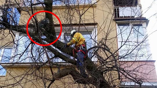 Франківські МАРСіани зняли з дерева шимпанзе (ФОТОФАКТ)