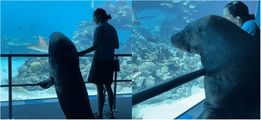 В австралійському океанаріумі провели екскурсію для морського лева (ВІДЕО)