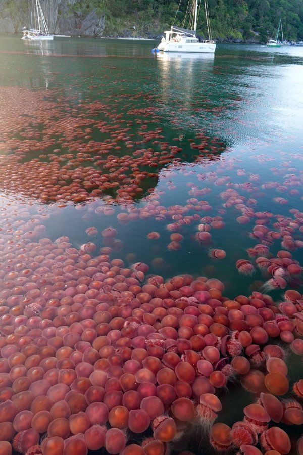 Прибережні води на Філіппінах заполонили томатні медузи (ФОТО, ВІДЕО)
