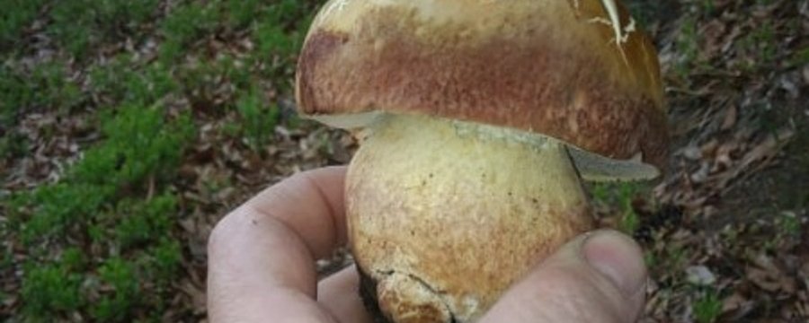Перші білі гриби з’явилися в лісах Прикарпаття (ФОТО)