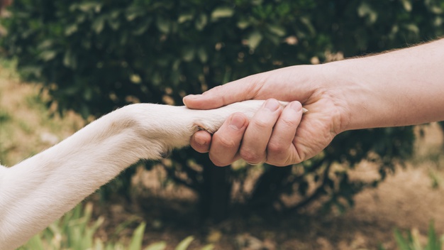 У “Домі Сірка” небайдужих закликають допомогти ліками для поранених собак