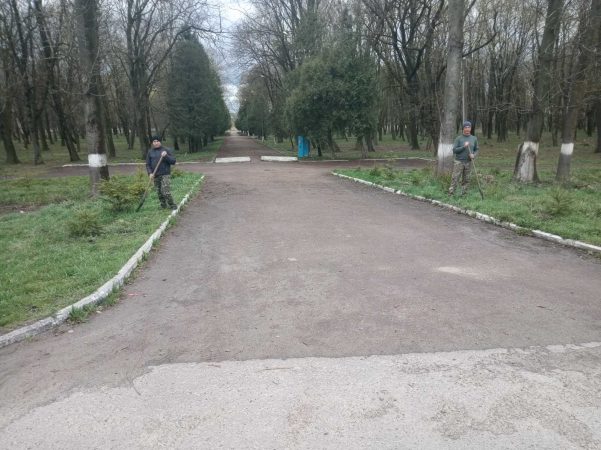 У Рогатинському міському парку висадили алею ялинок (ФОТО)