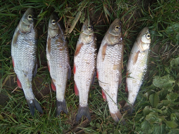 На Калущині спіймали браконьєра, який “екраном” ловив червонокнижну рибу (ФОТО)
