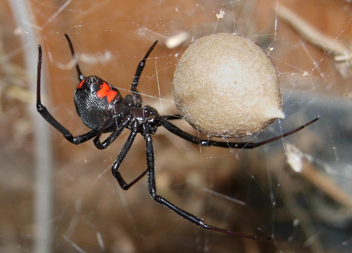 Болівійські хлопці дали отруйному павуку себе вкусити, щоб стати «спайдерменами». Не спрацювало