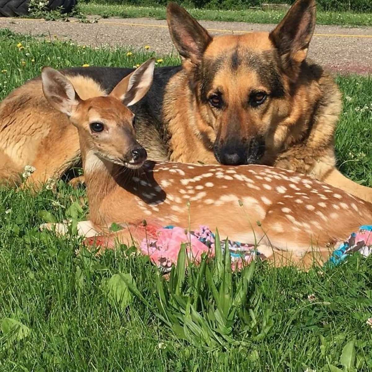 Пес усиновив осиротілих оленят – і став зіркою Instagram (МИЛІ ФОТО)