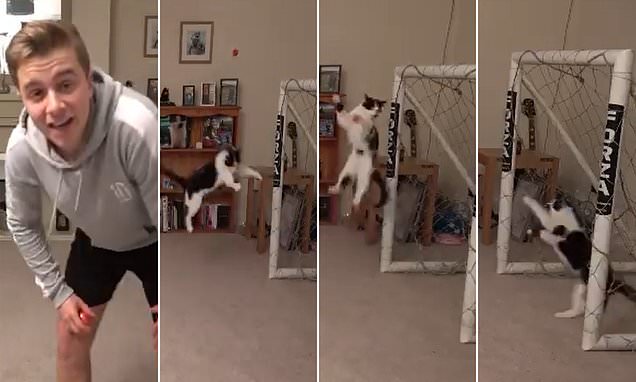 Відео з котом-воротарем, яке підірвало соцмережі, виявилося фейком