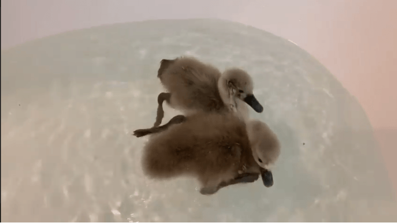 Врятоване пташеня лебедя з Німецького озера вчиться плавати (МИЛЕ ВІДЕО)
