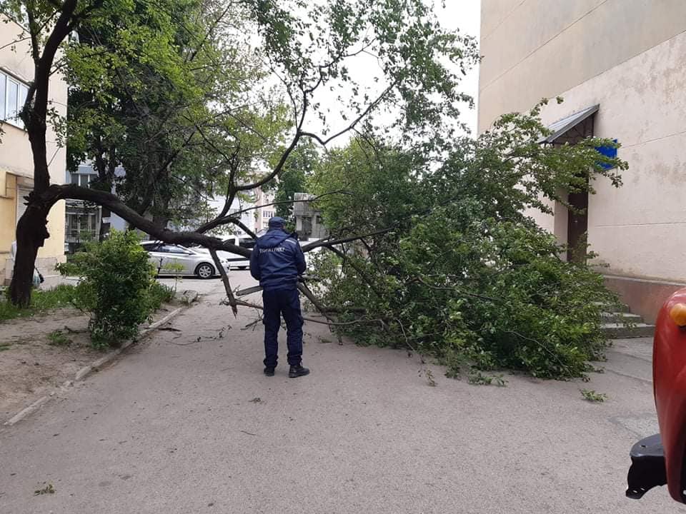 Потужний вітер на кількох вулицях Івано-Франківська повалив дерева (ФОТО)