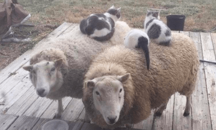 Дуже комфортно: мережу підкорили коти на вівцях (ФОТО)