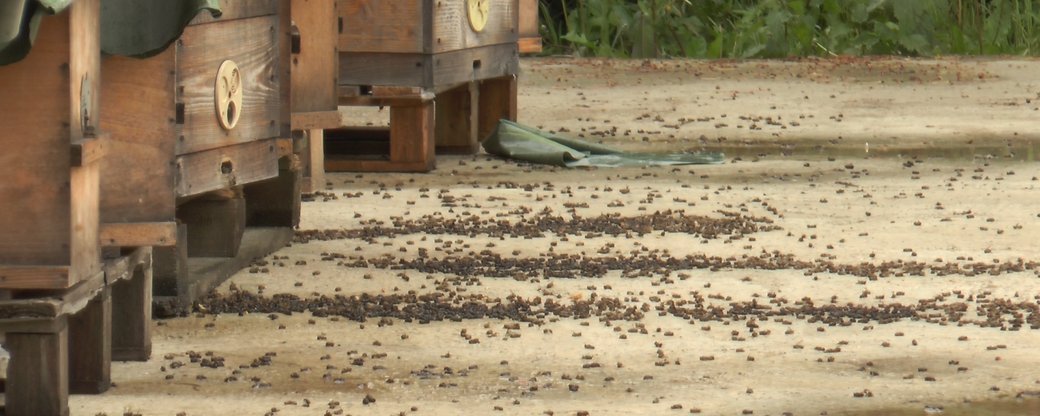 Прикарпатські пасічники скаржаться на отруєння бджіл (ВІДЕО)