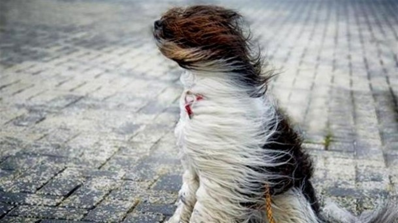 У понеділок на Прикарпатті очікують штормовий вітер
