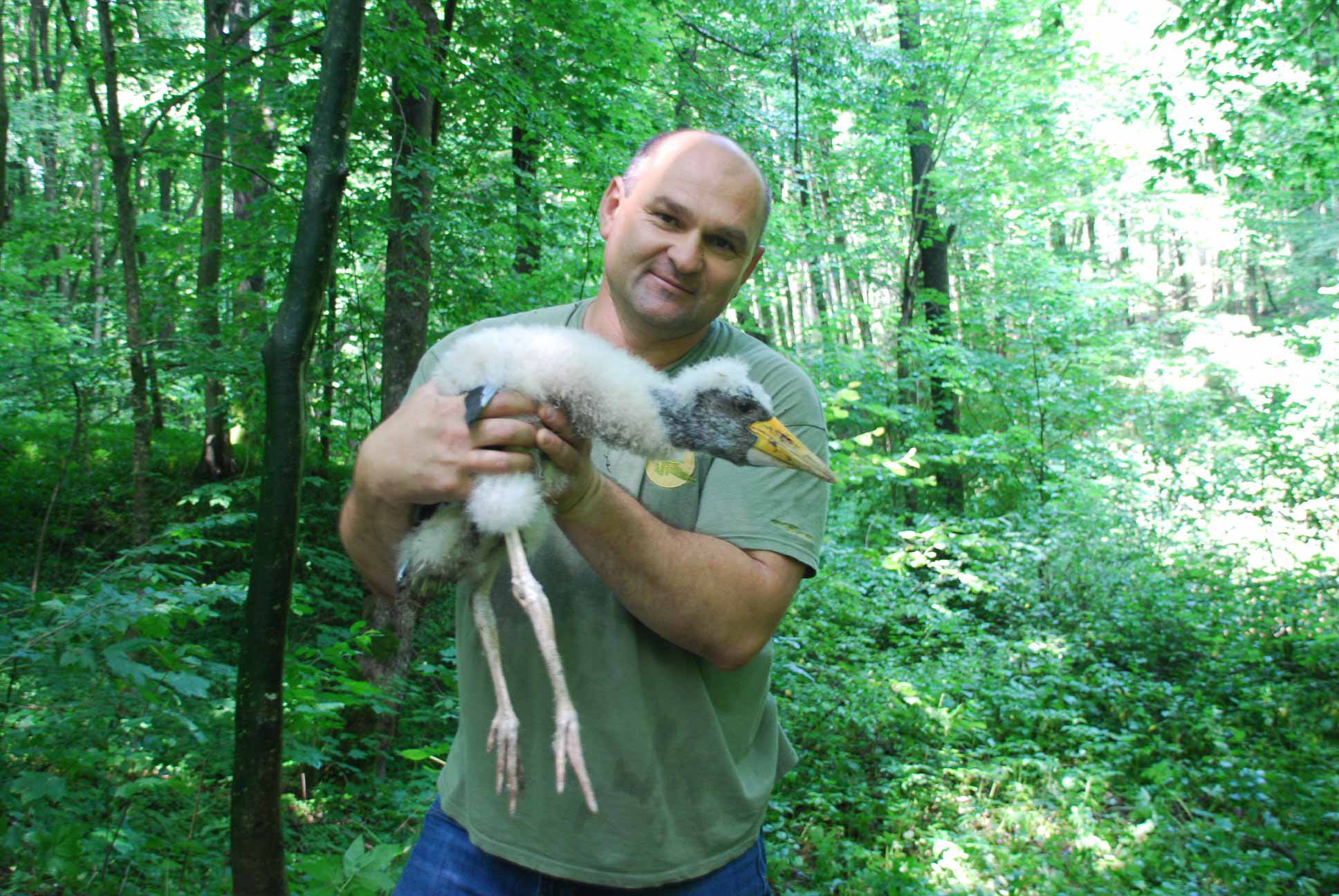 У Галицькому нацпарку обстежили та закільцювали чорних лелеченят (ФОТО)