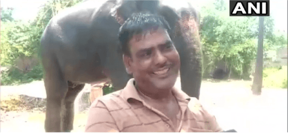 В Індії чоловік вирішив заповісти землю слонам – дружина розчарована