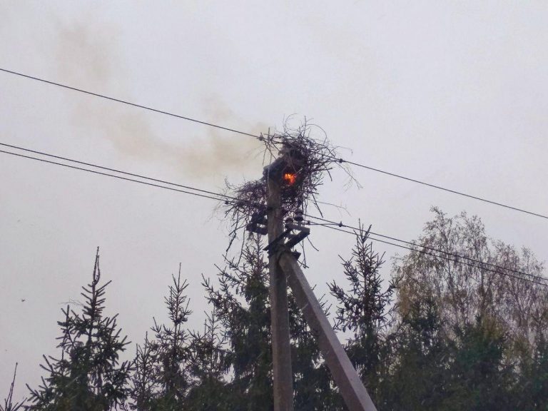Квартира, господарський комплекс і гніздо лелеки горіли минулої доби в області