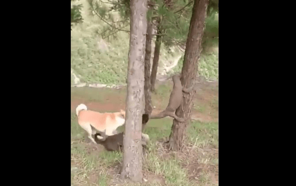 В Індії собаки стягнули варана з дерева (ВІДЕО)
