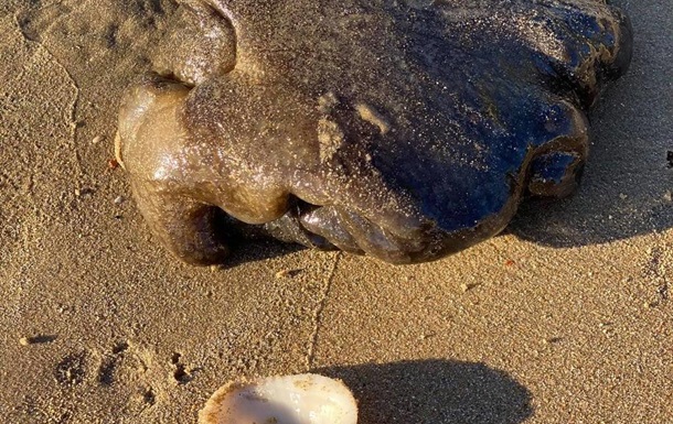 “Дивний потворний клубок”: в Австралії знайшли невпізнану морську істоту (ФОТО)
