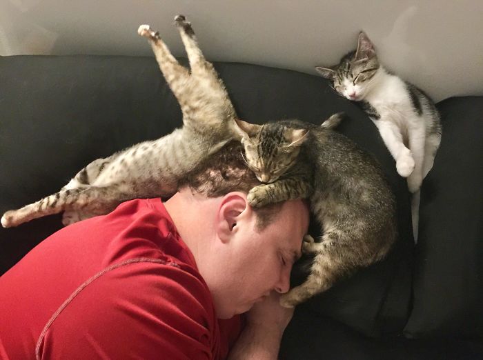 Як кумедно і винахідливо коти можуть спати разом (ФОТО)