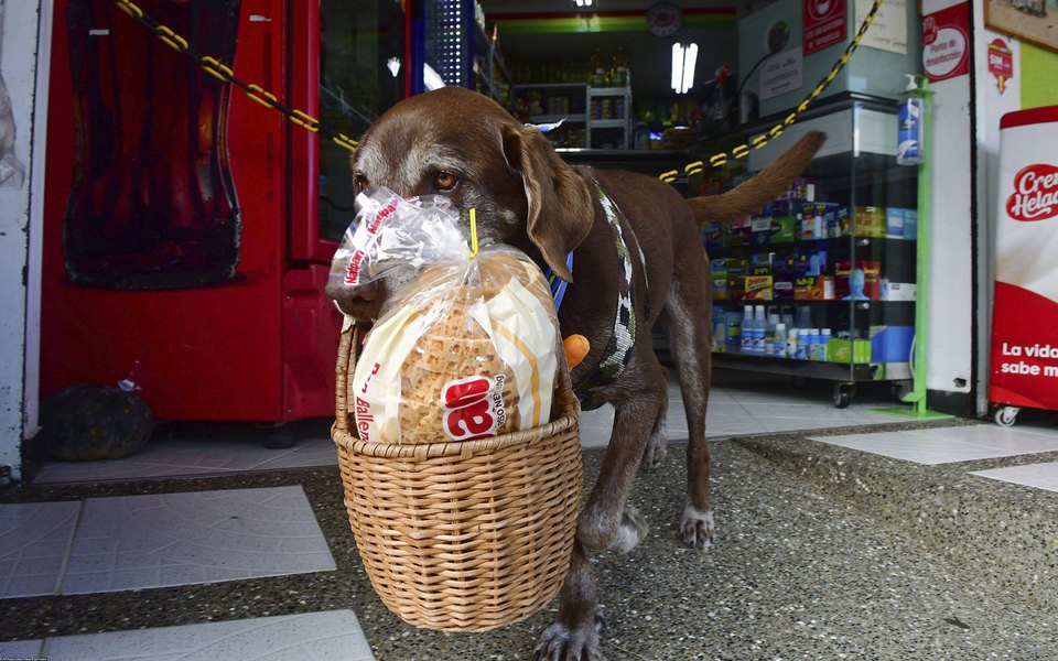 Лабрадор-кур’єр: у Колумбії пес доставляє продукти клієнтам під час пандемії