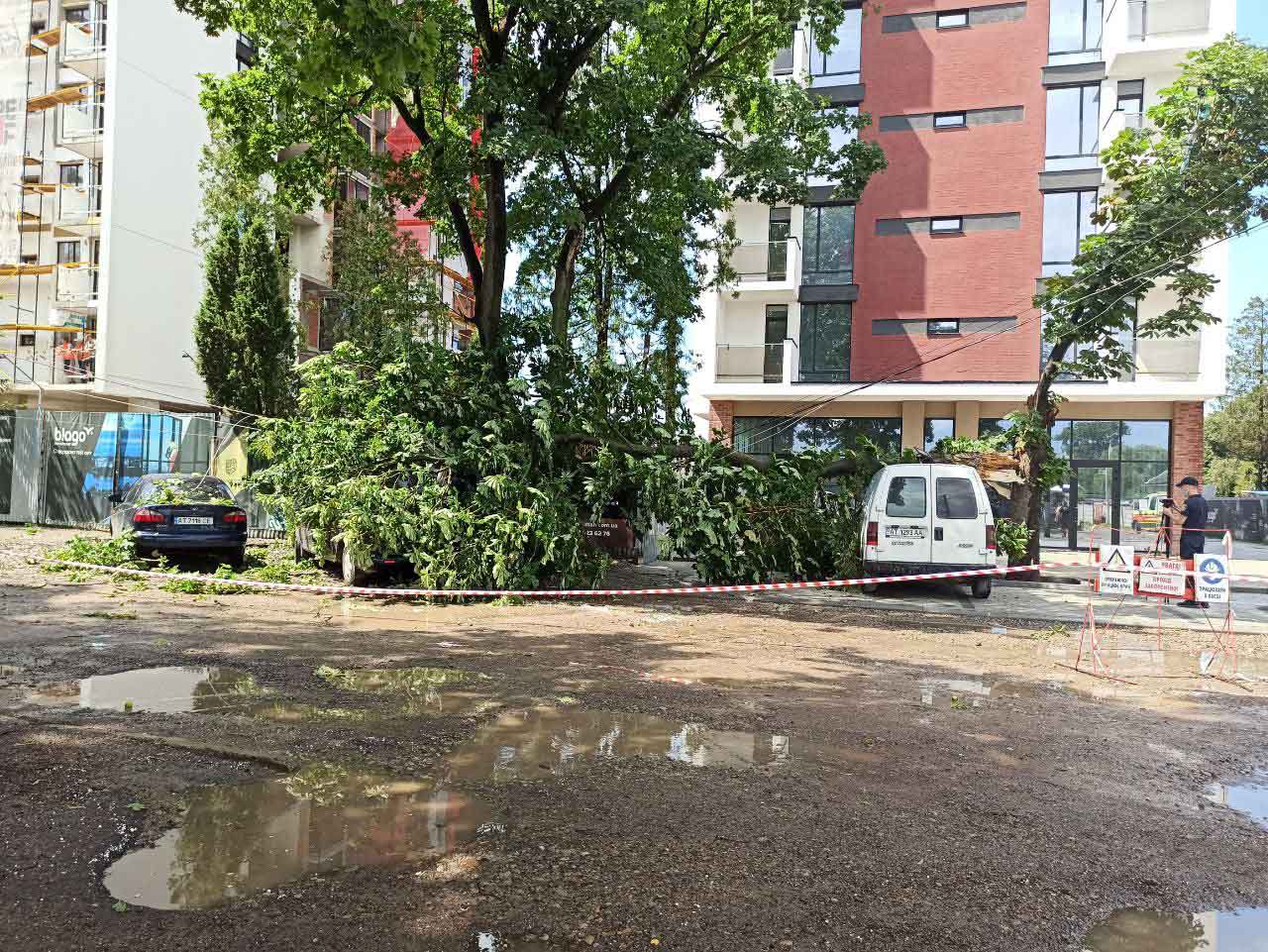 Штормова злива повалила дерева у Франківську – є пошкоджені авто (ФОТО)