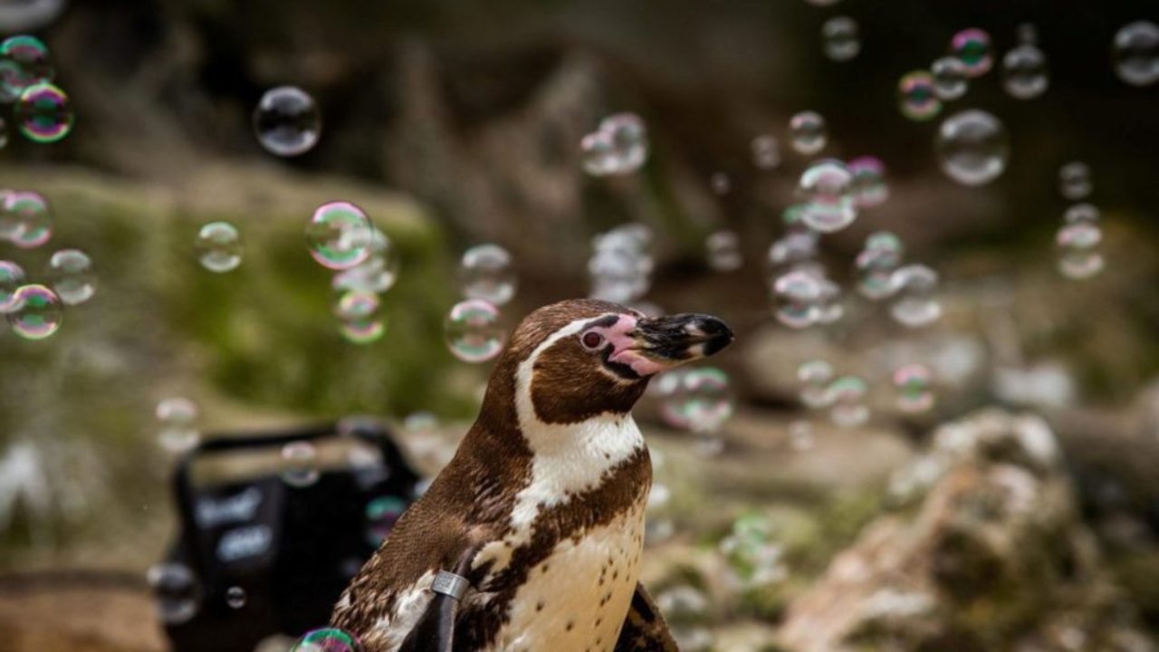 Пінгвіни з британського зоопарку занудьгували без відвідувачів – їм подарували генератор бульбашок (ВІДЕО)