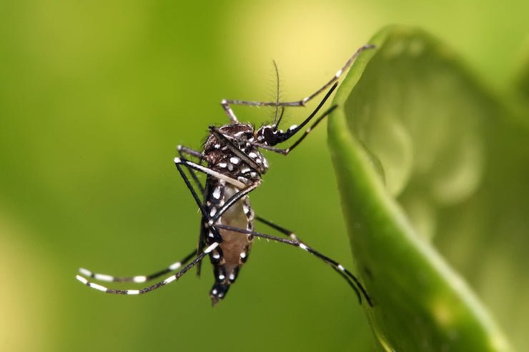 У Флориді випустять мільйони генетично модифікованих комарів