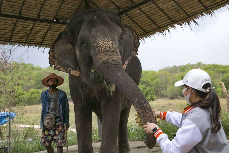 Через COVID-19 більше тисячі слонів в Таїланді залишились без роботи