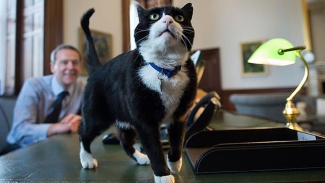Кіт, який працював у британському МЗС, офіційно вийшов на пенсію