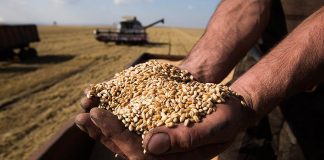 Стихія на Франківщині не завдала сильного удару по урожаю ранніх зернових культур, – фахівець