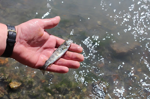 У річки Косівщини випустили понад 18 тисяч мальків струмкової форелі (ФОТО, ВІДЕО)
