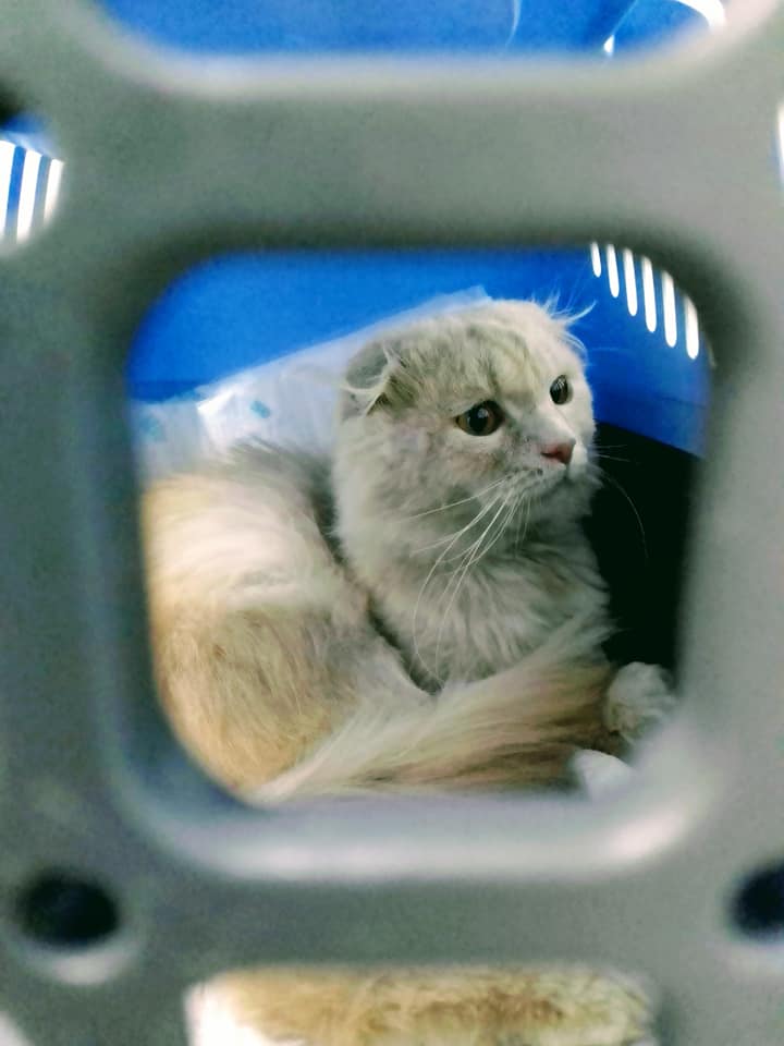 Франківців просять допомогти врятувати котика з підозрою на вірус імунодефіциту, лишаєм та ринітом