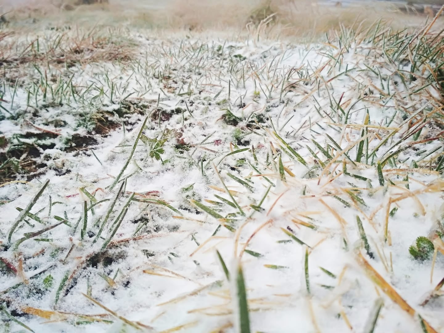 У Карпатах випав перший осінній сніг (ВІДЕО)