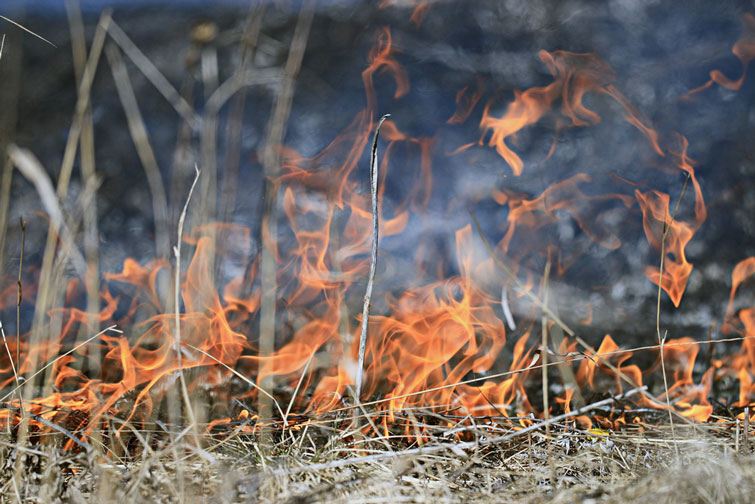 Неподалік Франківська горіло поле. Рятувальники три години боролися з вогнем (ВІДЕО)