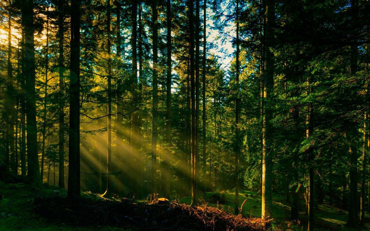 У лісах Прикарпаття – сезон тиші: як і навіщо його дотримуватися