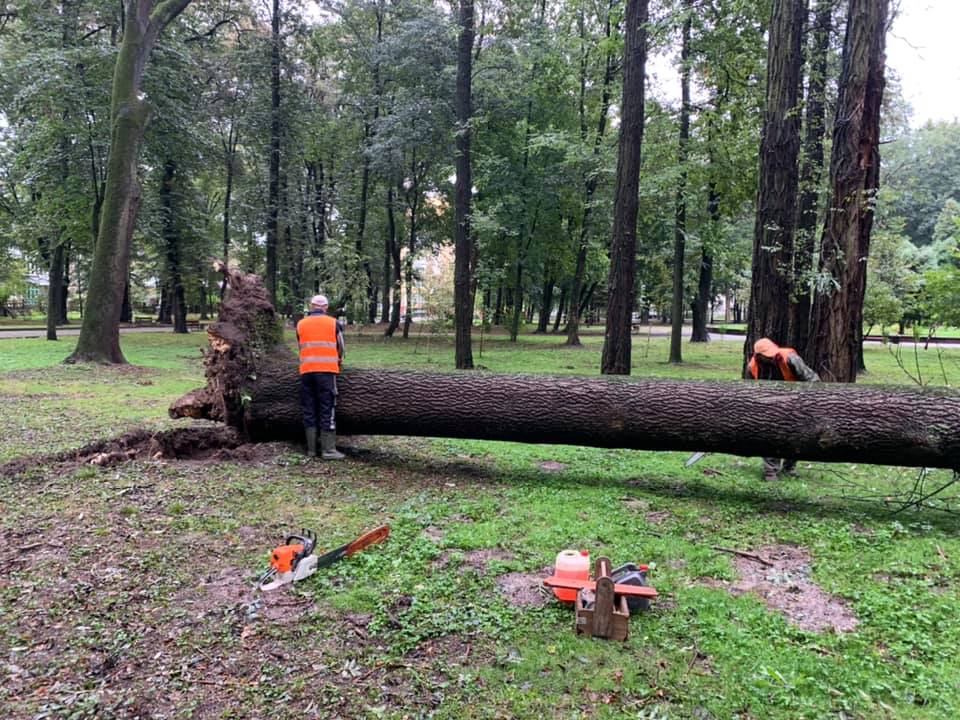 Не витримало негоди 130-річне дерево в парку Шевченка (ФОТО)