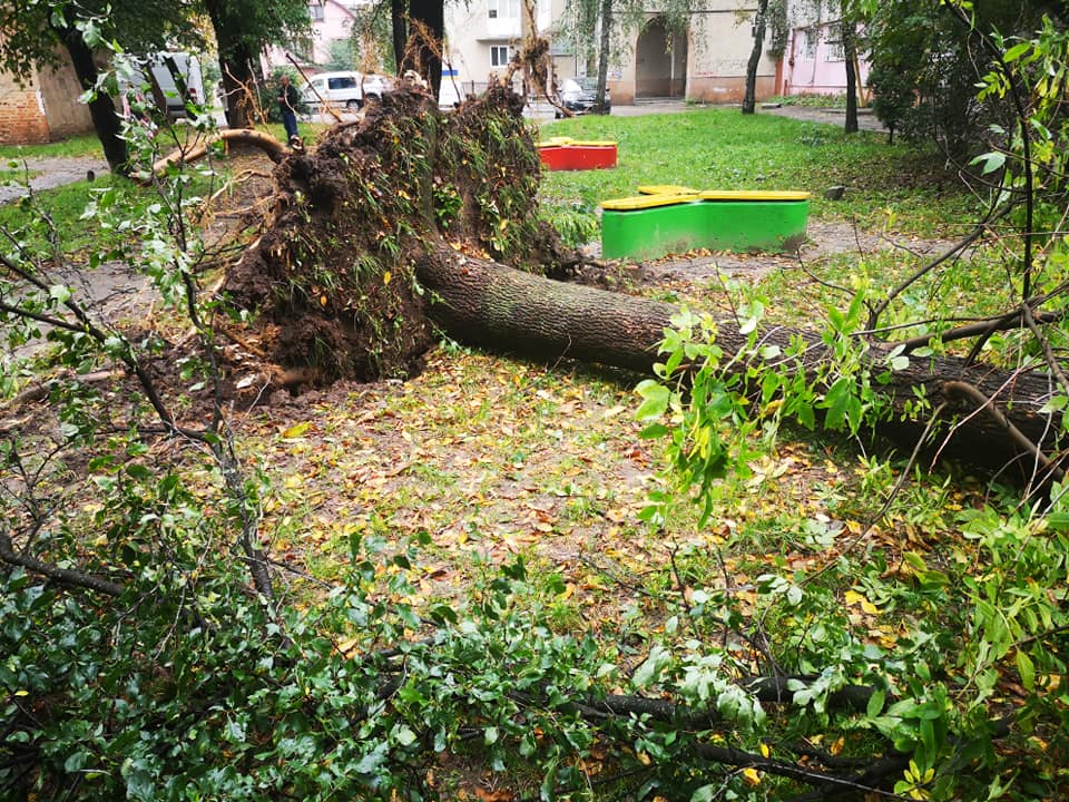 Понад пів сотні дерев на прибудинкових територіях повалив буревій – Теплий дім (ФОТО)