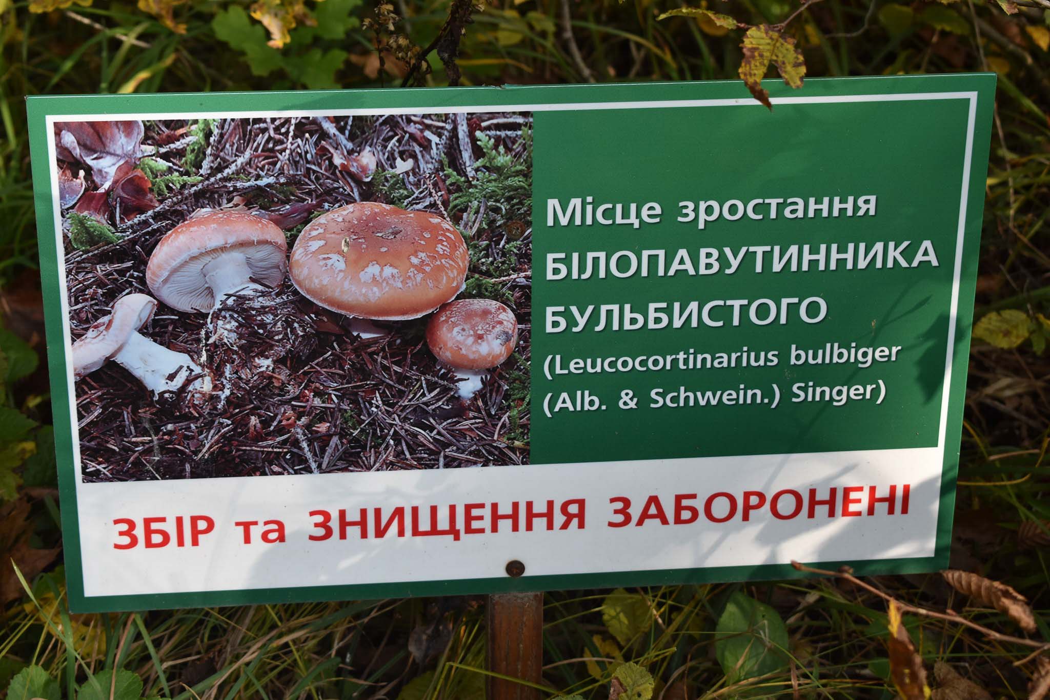 У Галицькому нацпарку люди нищать рідкісні гриби, попри встановлені таблички (ФОТО)