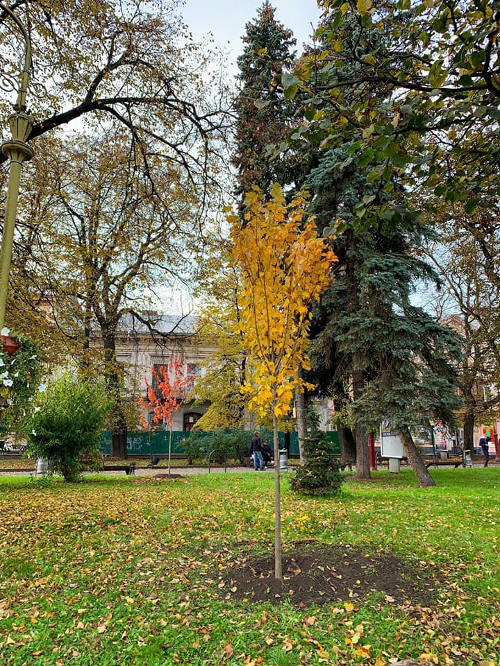 Клени та тюльпанові дерева: центр Івано-Франківська озеленюють (ФОТО)