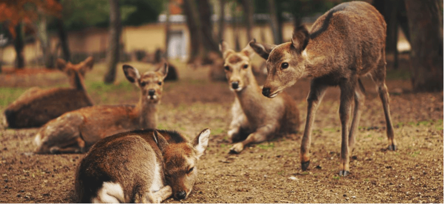 Японець створив їстівні пакети, щоб захистити місцевих оленів