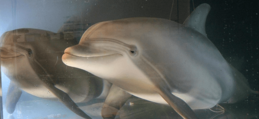У США створили робота-дельфіна. Він може замінити тварин у дельфінаріях