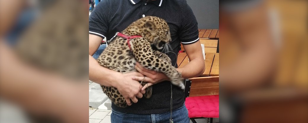 У Франківську зникло кошеня леопарда (ВІДЕО)