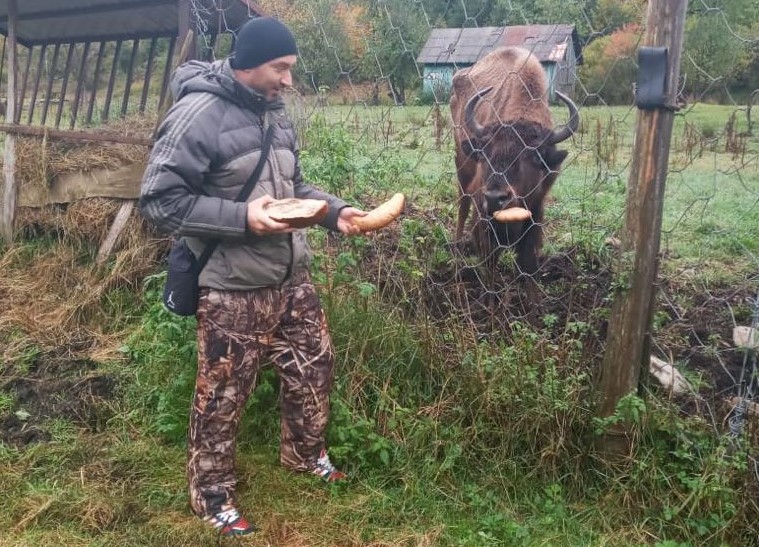 Двоє в доброму стані, один – в задовільному: на Долинщині перевірили бізонів (ФОТО)