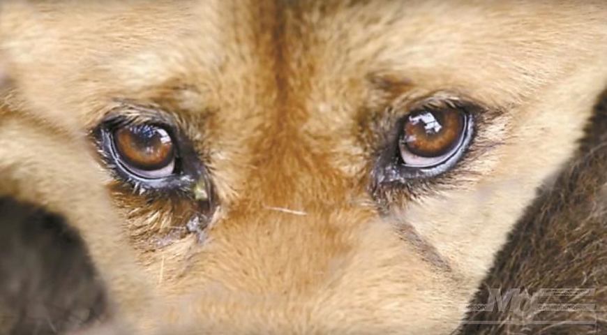 Масове отруєння собак у Франківську: поліція відкрила провадження, активісти дають гроші за зловмисника, мер називає це провокацією