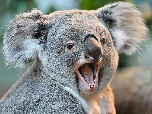 Обурена небажаним сусідством коала розкричалась (КУМЕДНЕ ВІДЕО)