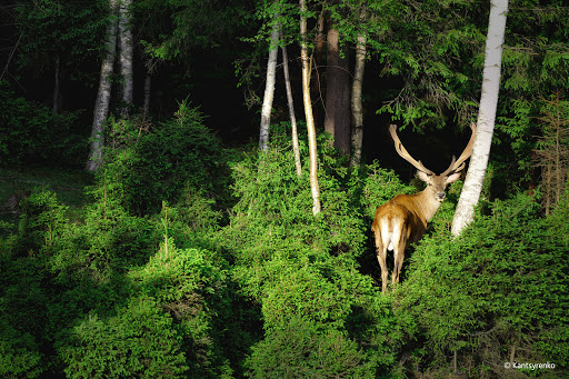 З першого квітня в лісах Франківщини стартує “сезон тиші”