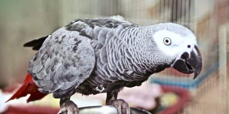 У британському зоопарку папуг сховали від відвідувачів. Через матюки