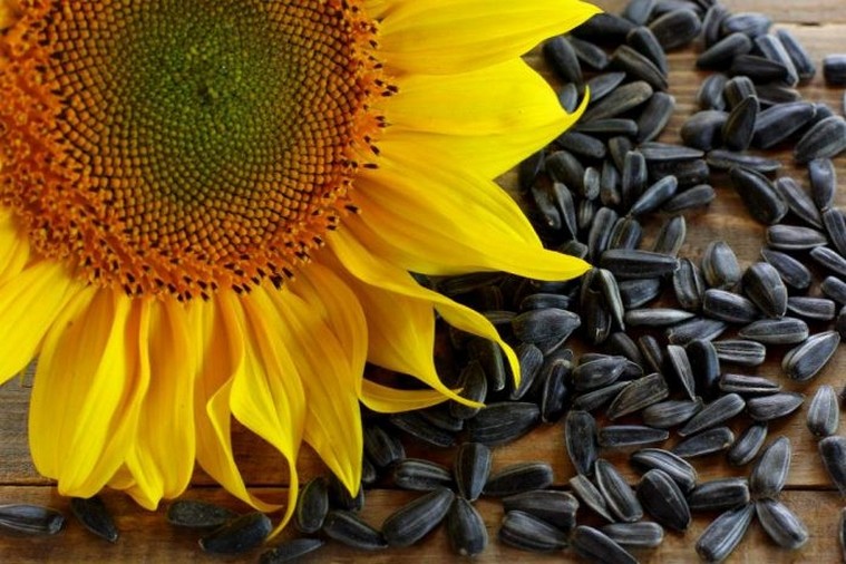Стійке і якісне насіння соняшнику від компанії «LNZ Group»