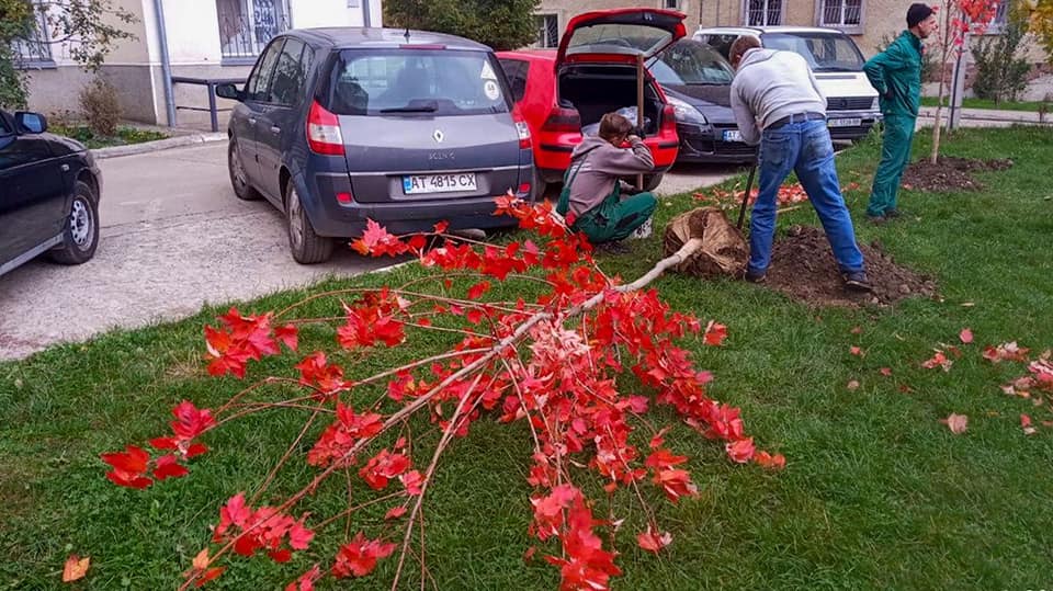 Клени та платани цьогоріч поселилися одразу у кількох житлових мікрорайонах Франківська (ФОТО)